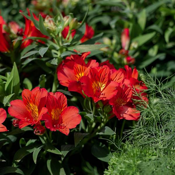 Planter Alstro Eliane - Full Sun